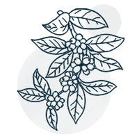 Green Coffee Extract