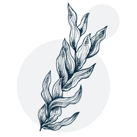 Marine Collagen (Collagen Hydrolysate)