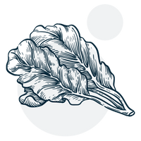 Folic Acid (Vitamin B9)